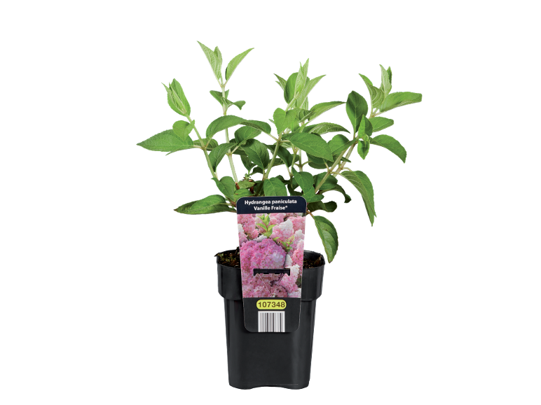 Green hydrangea plant in a black pot with a label showing pink flowers and the text 'Hydrangea paniculata Vanille Fraise'.