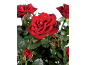 Vibrant red roses with lush green leaves against a black background.