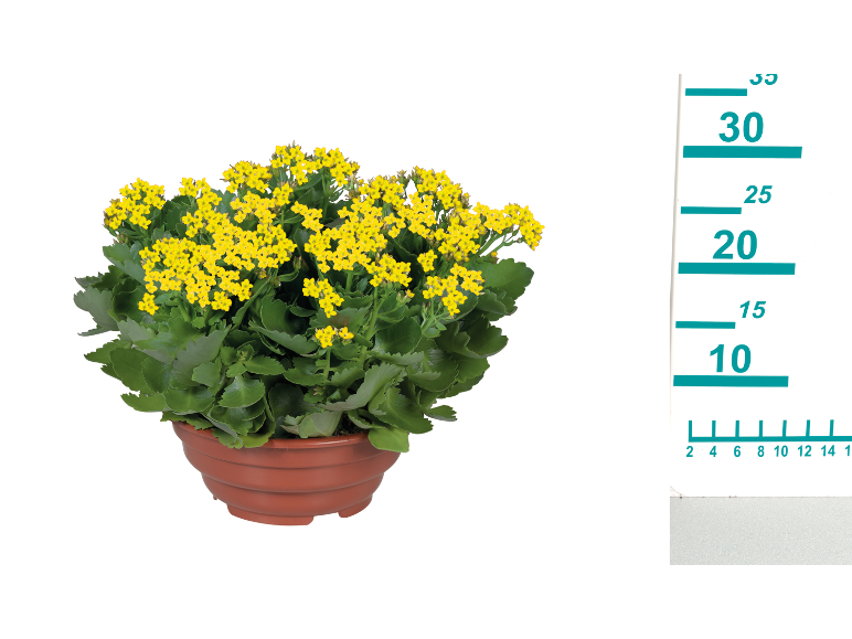 Yellow kalanchoe plant in a brown pot with a measuring scale on the side.