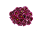 Bouquet of purple chrysanthemum flowers with yellow centers on a black background.