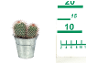 Cactus in metal pot with measuring scale next to it.