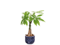 Money tree plant in a blue pot with a mosaic design.