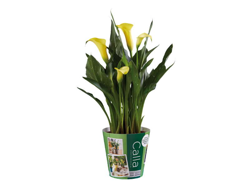 Yellow calla lily plant in a green pot with 'Calla Zantedeschia' text and style images.