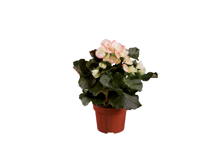 Begonia with pink and white flowers in a brown pot.