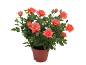 Potted rose bush with salmon-colored flowers and green leaves.