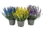 Three potted heathers, one blue, one yellow, and one purple, with 'CALLUNA VULGARIS Bruyères vivaces' text.