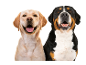 Two dogs, a beige labrador and a Bernese mountain dog, smiling on a white background.