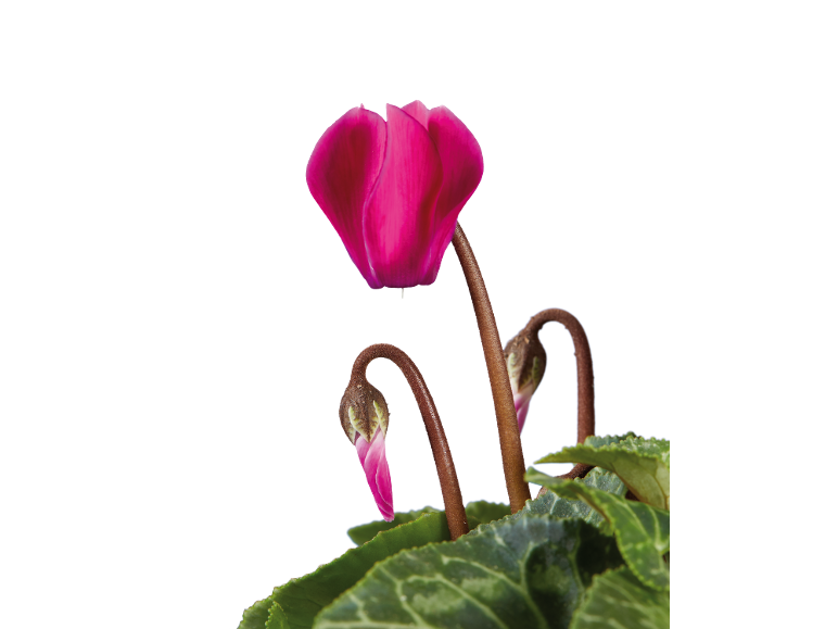 Pink cyclamen flower with green leaves and buds, on a white background.