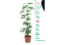 Indoor plant with green leaves and a support pole, next to a measuring scale.
