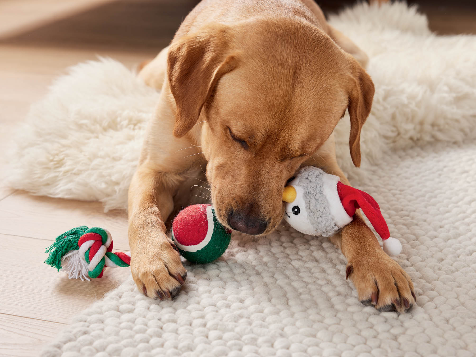 Dog Accessories