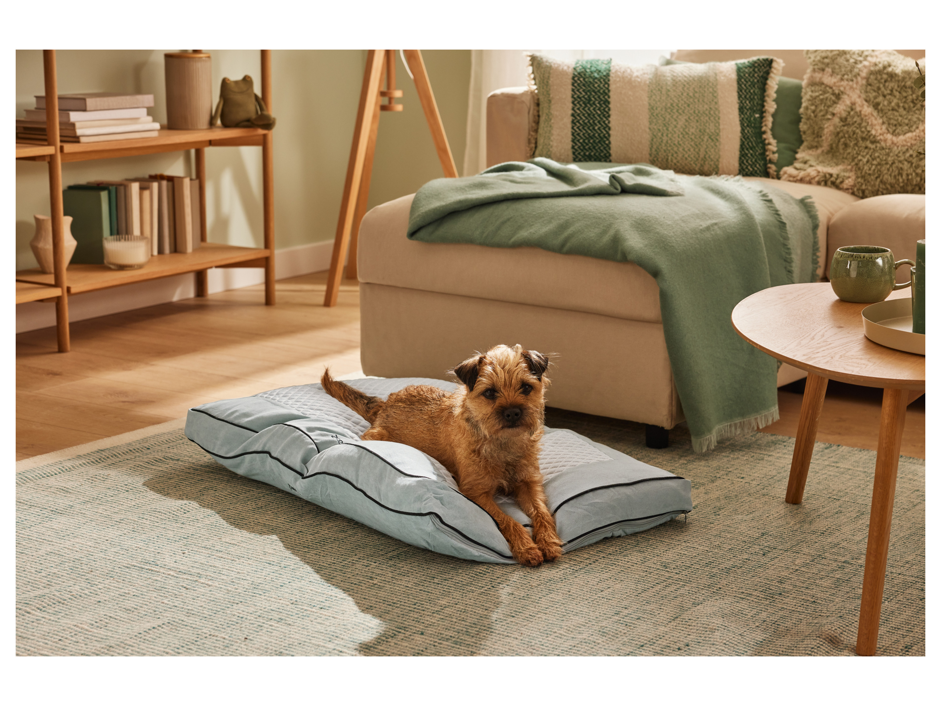 A small dog rests on a light blue pet bed in a living room.