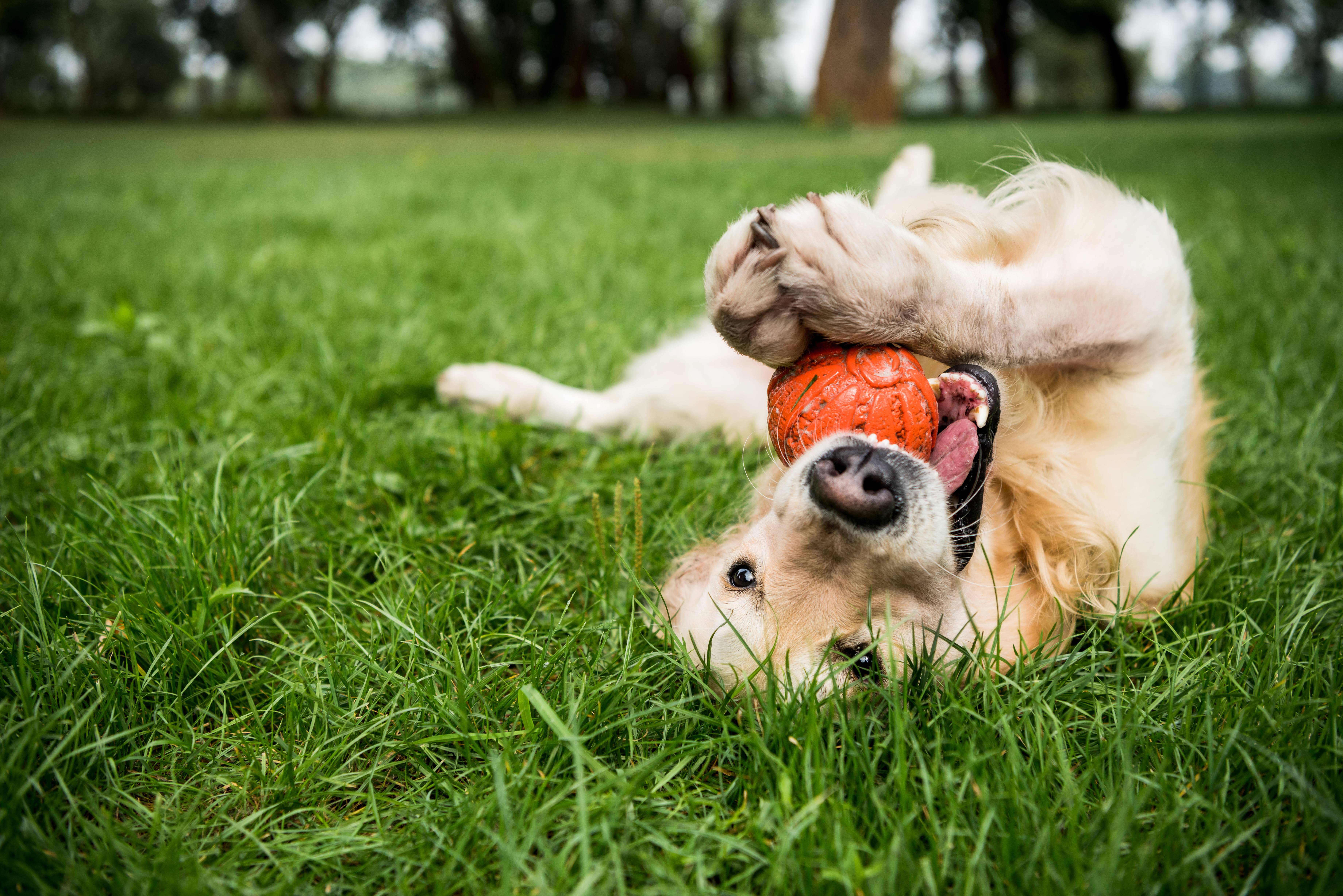 Golden retriever lying on its back in the grass, playing with an orange ball.