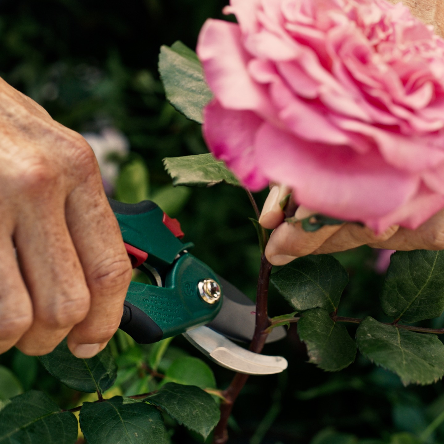 Hand cutting a pink rose stem with garden shears.