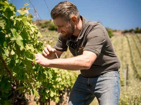 A man inspects grapevines in a vineyard.