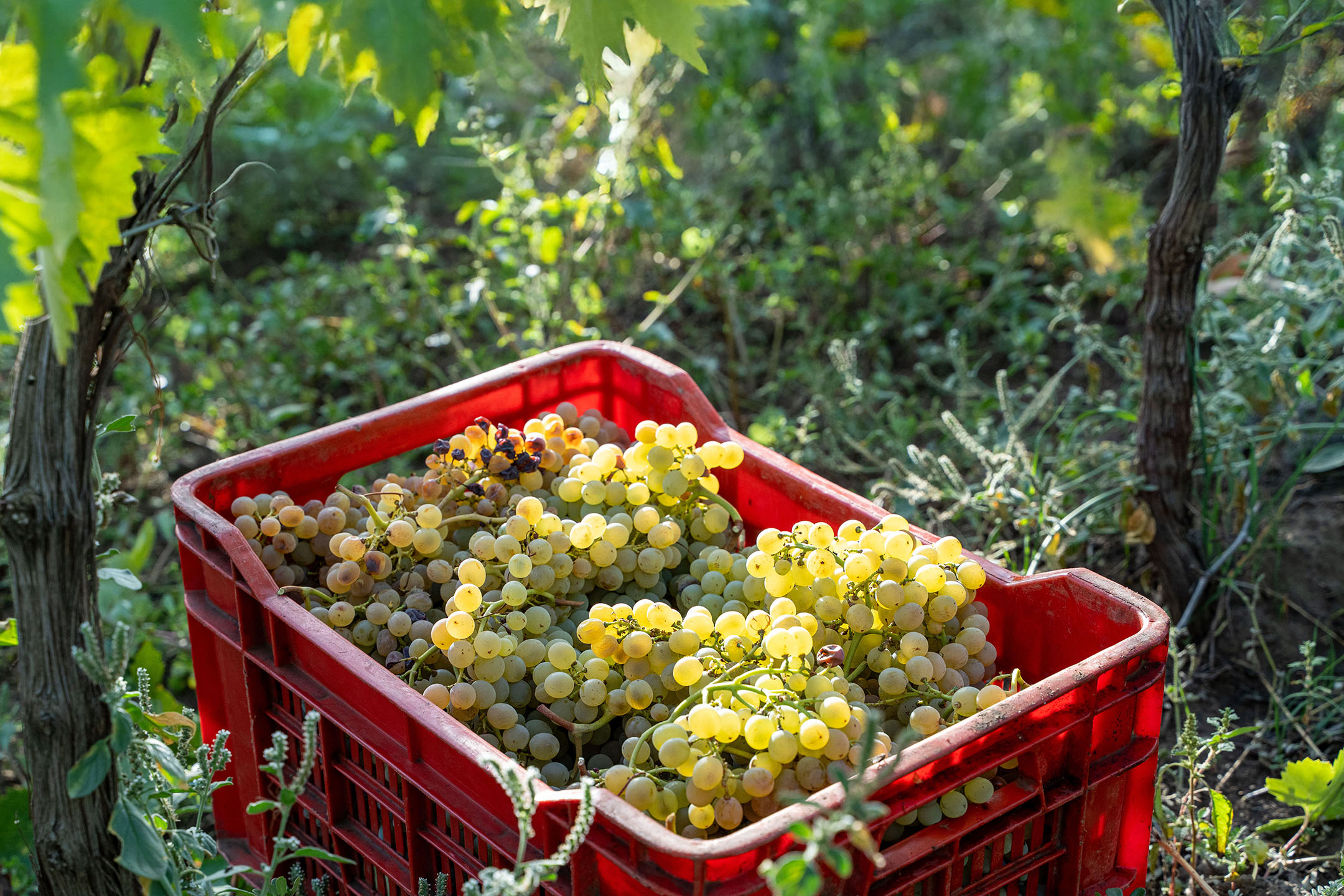 Freshly picked green grapes in a red crate in a vineyard.