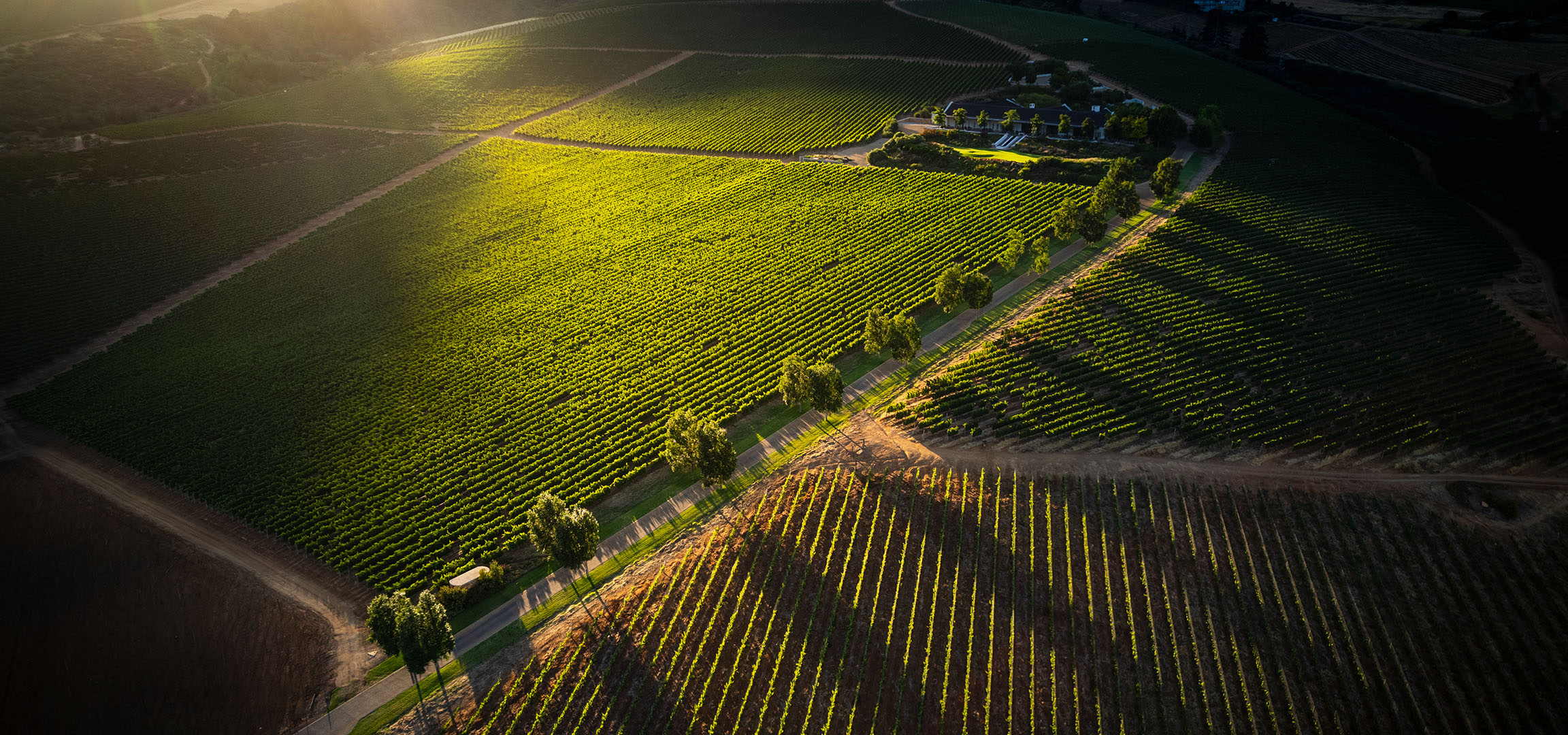 Aerial view of a sunlit vineyard with a house in the middle.