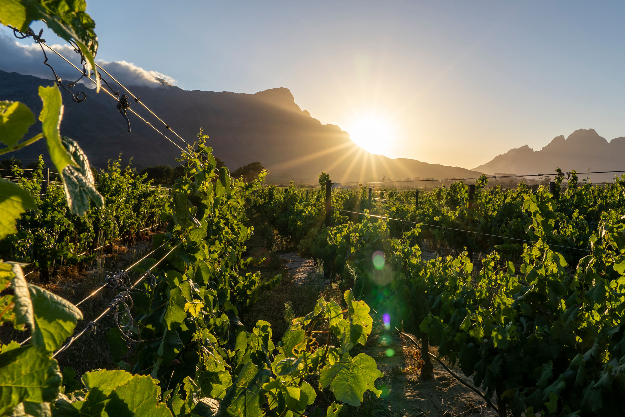Green vineyards with mountains and a bright sunset in the background.