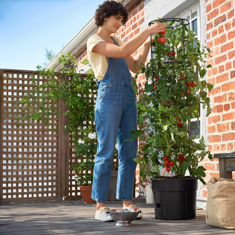 Woman harvesting tomatoes from a tall plant in a self-watering planter on a deck.