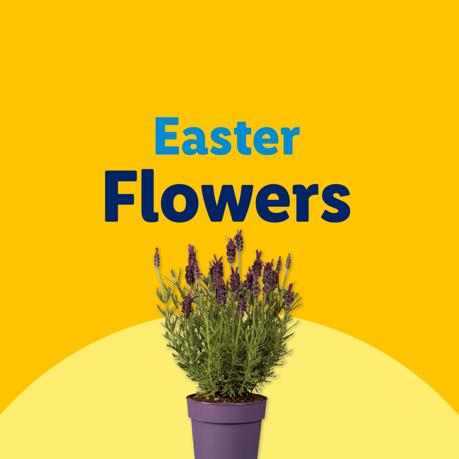 Potted lavender plant with text 'Easter Flowers' on a yellow background.