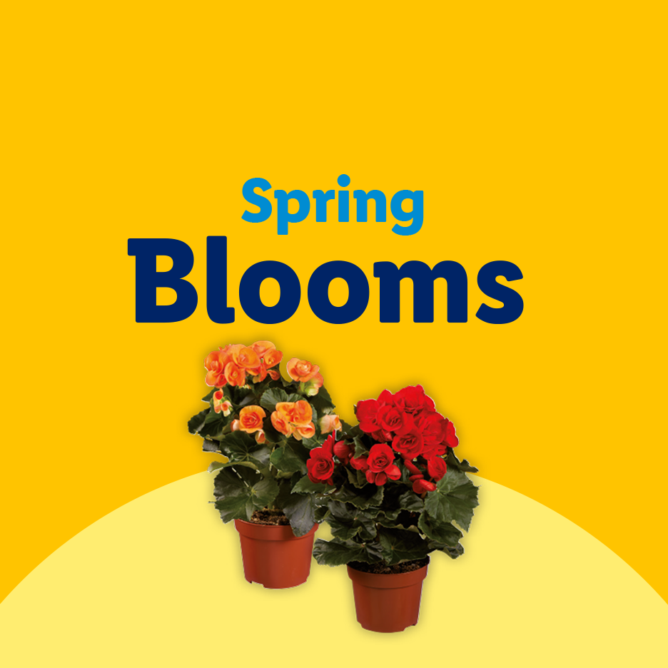 Two potted begonia plants, one orange and one red, with text 'Spring Blooms'.