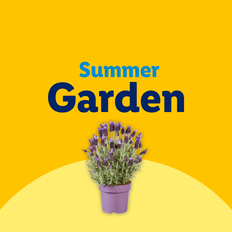 Potted lavender plant with 'Summer Garden' text on a yellow background.
