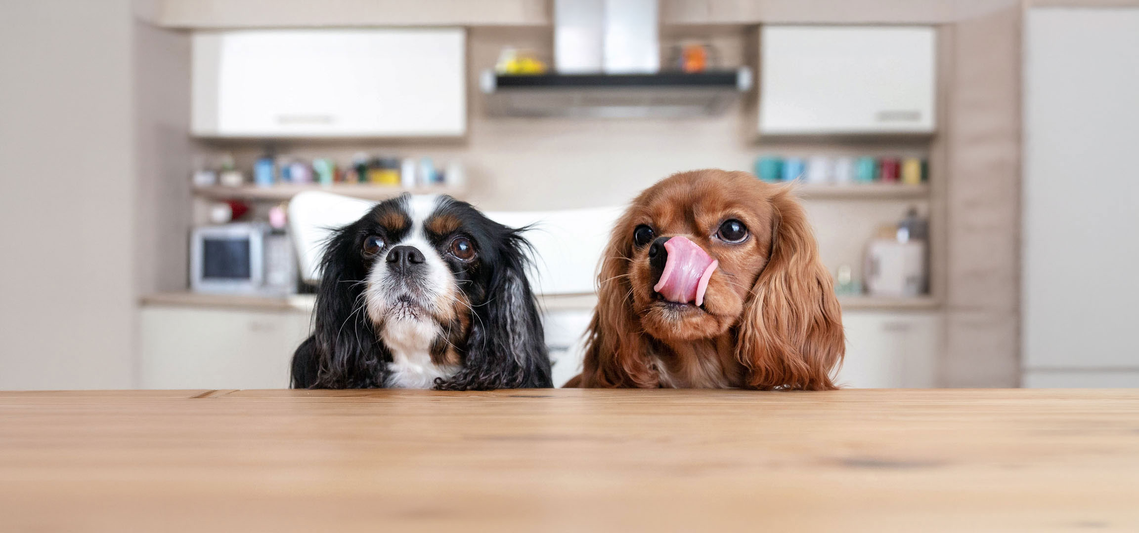 aiLabeling.aiLabelForImageAltText: Two Cavalier King Charles Spaniels, one tricolor and one ruby, looking up from a table.