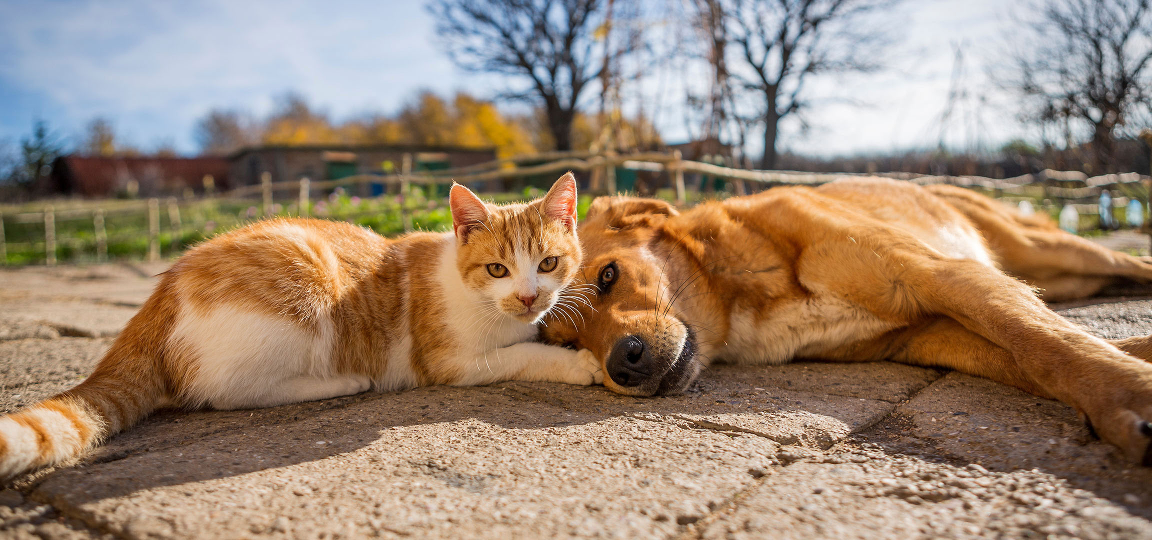 aiLabeling.aiLabelForImageAltText: A cat and a dog resting in the sun on a paved patio.