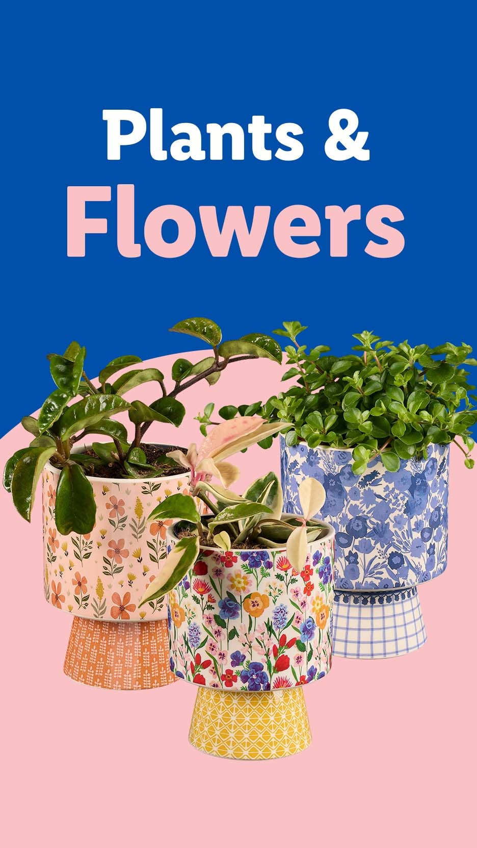 Plants & Flowers: Three potted plants in colorful floral pots on a pink and blue background.