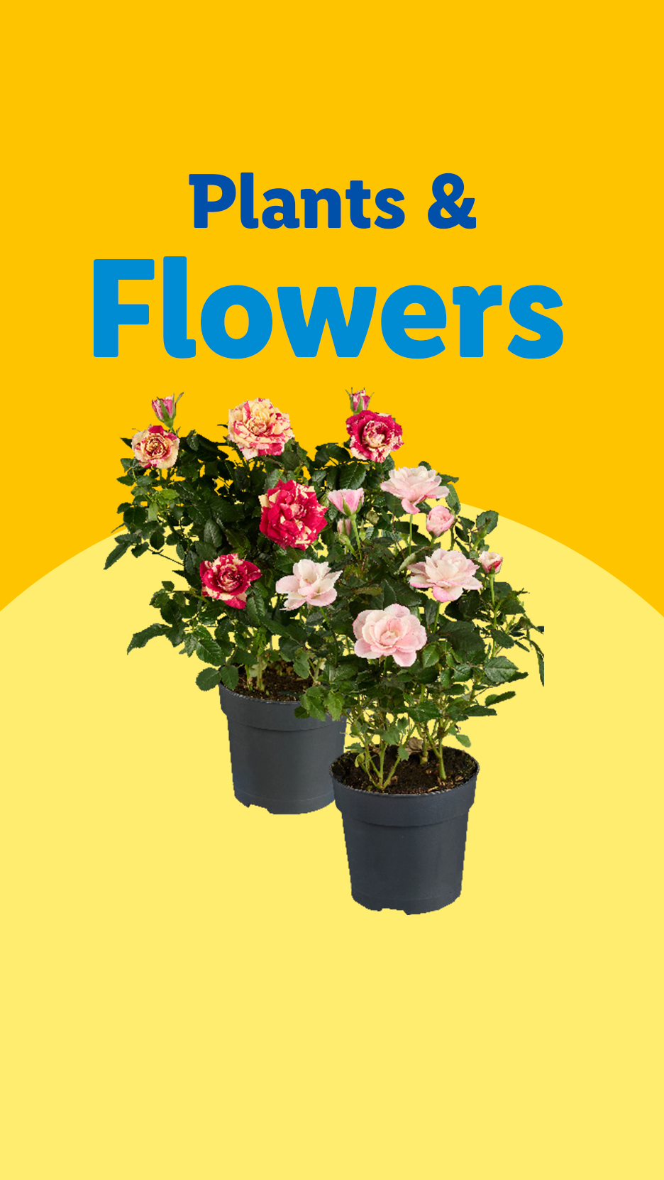 Potted rose plants with pink and red flowers, with text 'Plants & Flowers'.