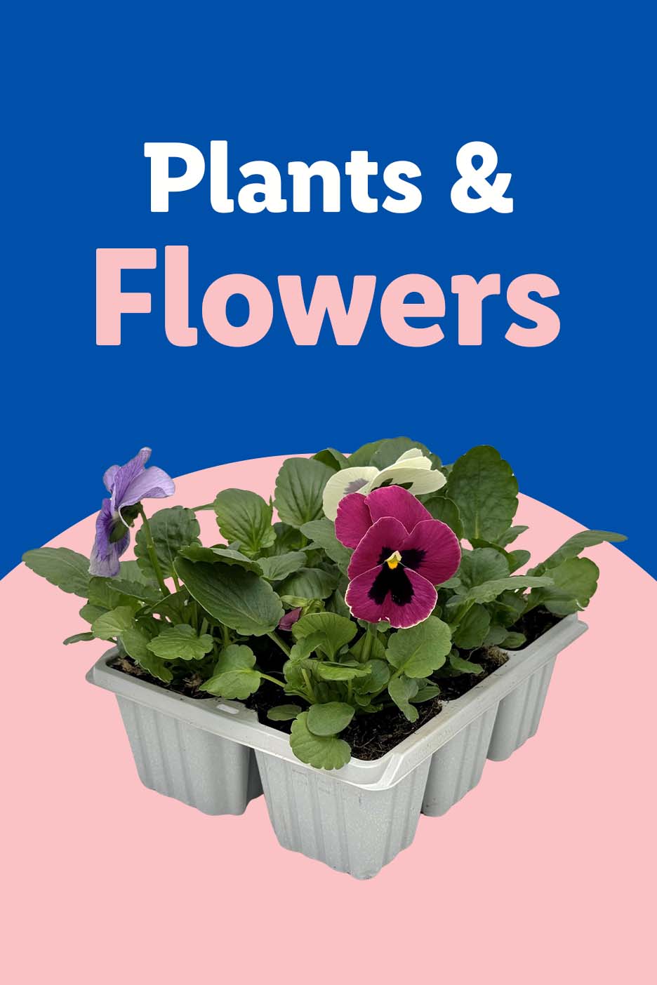 A flat of pansy plants with purple and magenta flowers, with text 'Plants & Flowers'.