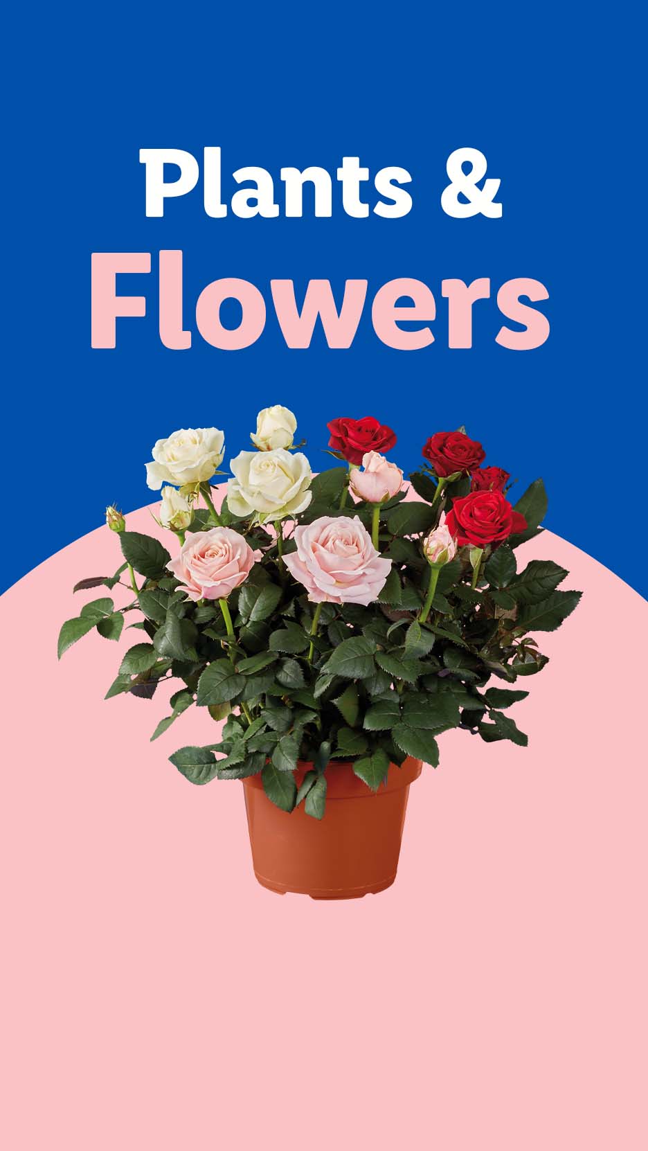 Potted rose plant with white, pink, and red flowers, on a blue and pink background.