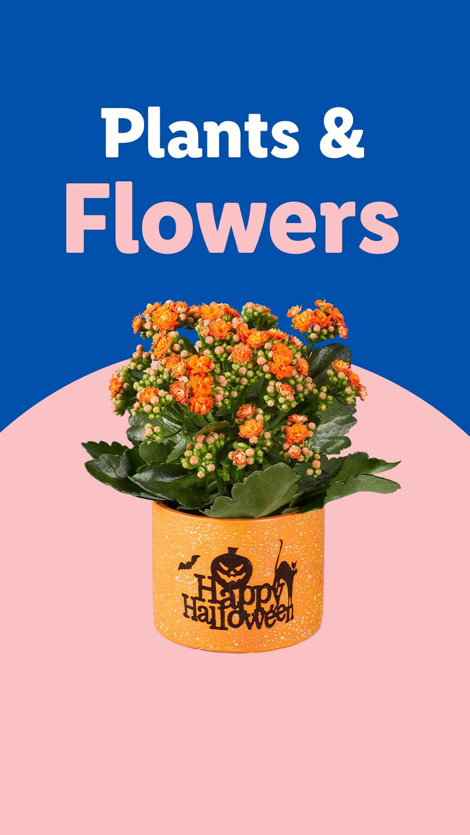 Orange Kalanchoe plant in a Halloween-themed pot, with 'Plants & Flowers' text.