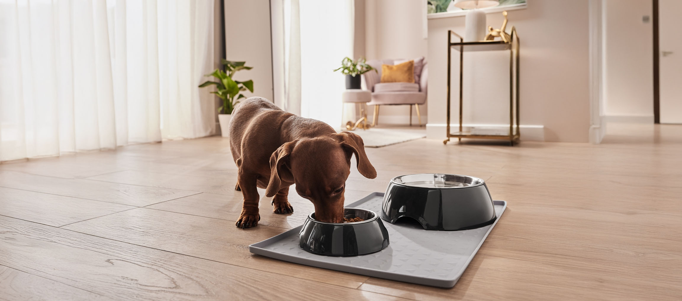 A dachshund eats from its stylish bowl on a protective mat.