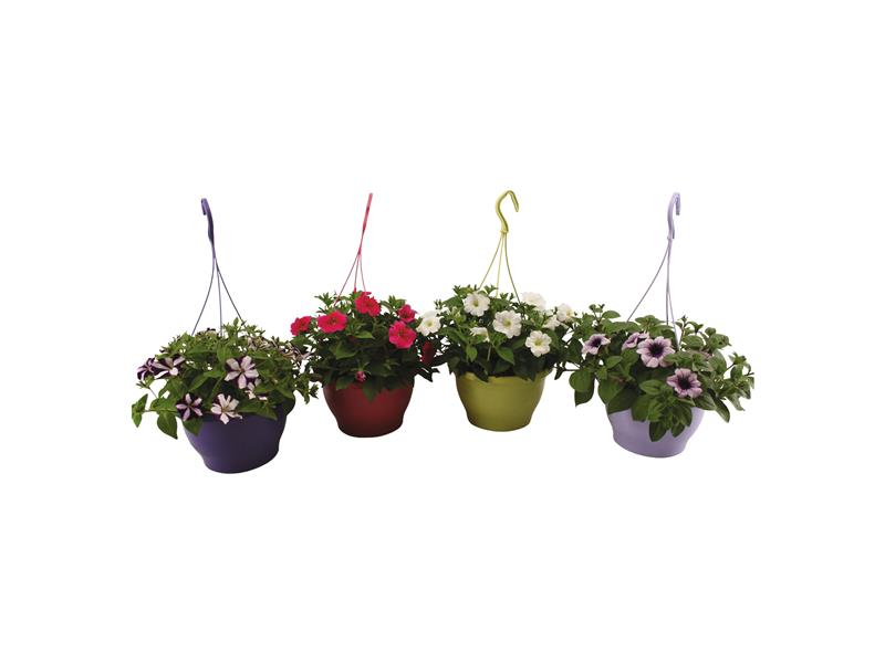 Four hanging petunia plants in various colors.