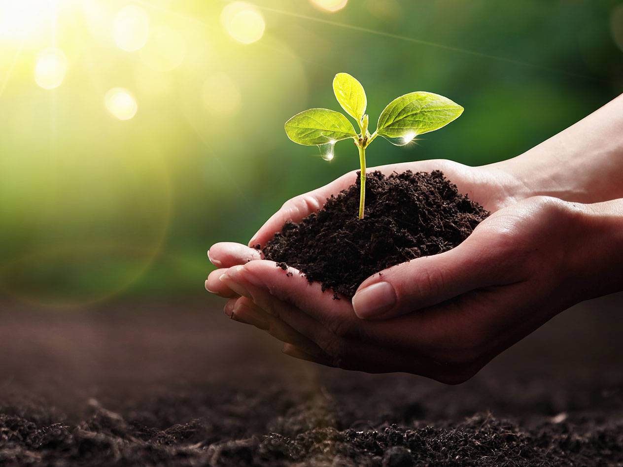 Hands holding a seedling in soil.